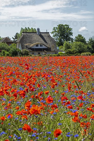 Poppy flowers