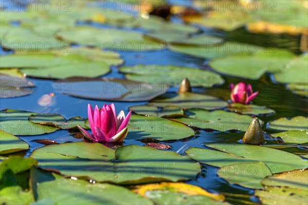 Pink water lily star flower in an artificial pond. Jardin des deux rives