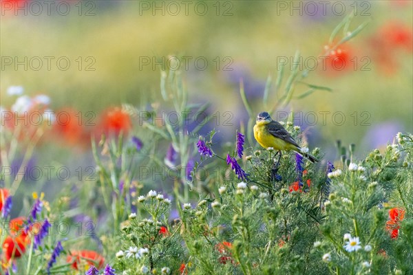 Yellow Wagtail