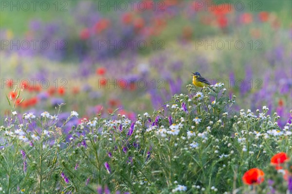 Western yellow wagtail