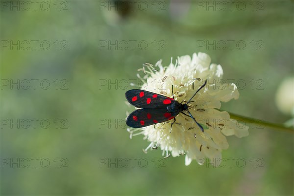 Red bug feeding on flowers in the nature