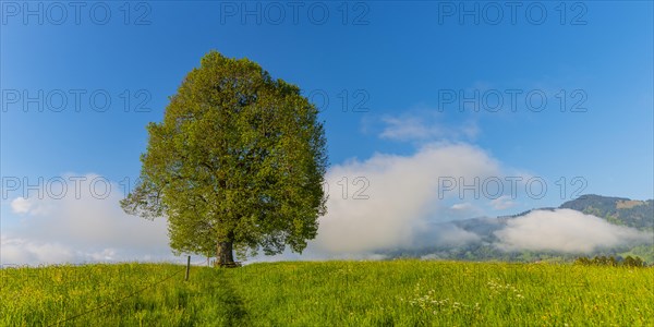 Peace lime tree