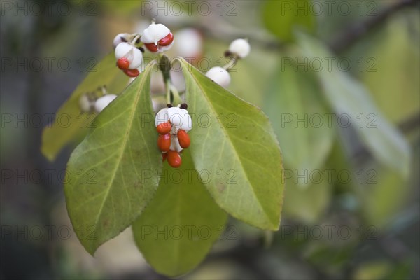 White european spindle