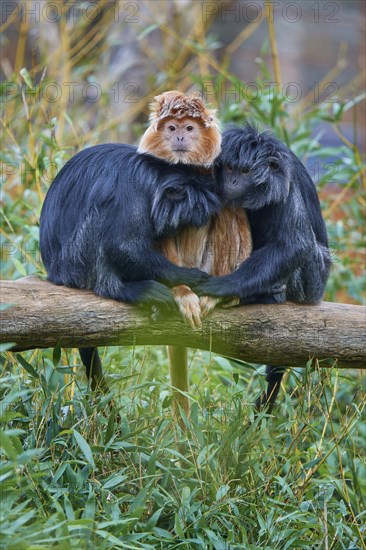 Javan lutung