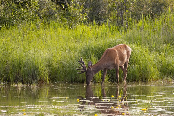 Red deer
