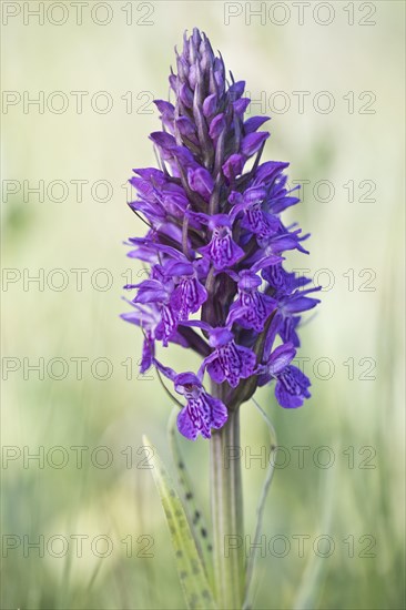 Southern marsh orchid