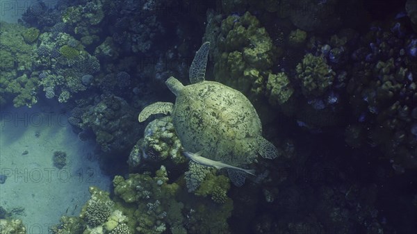 Top view of Great Green Sea Turtle