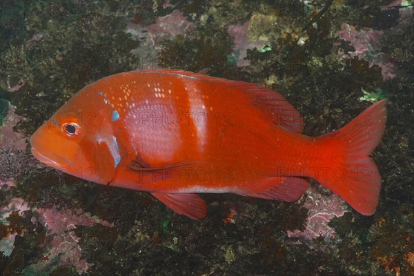 Red Roman sea bream