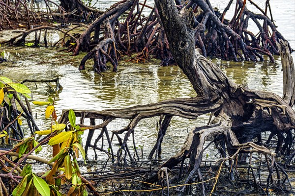 View from inside the mangrove with twisted trees and roots in the water in Serra Grande in Bahia