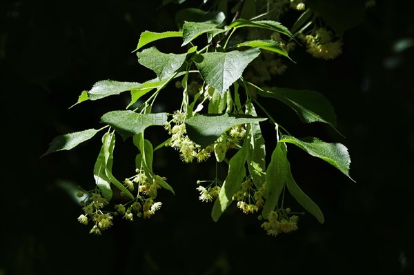 Linden tree with blossoms