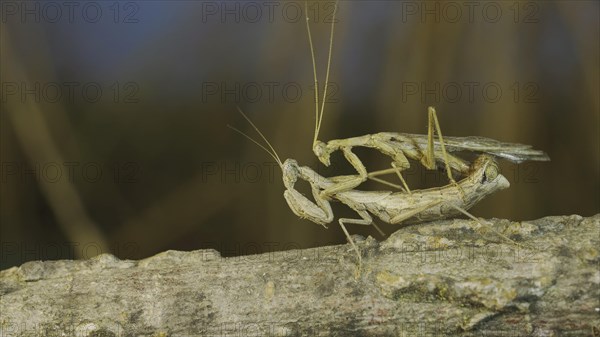 Couple of praying mantis mating on tree branch. The mating process of praying mantises. Crimean praying mantis