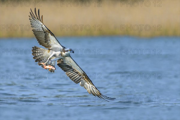 Western osprey