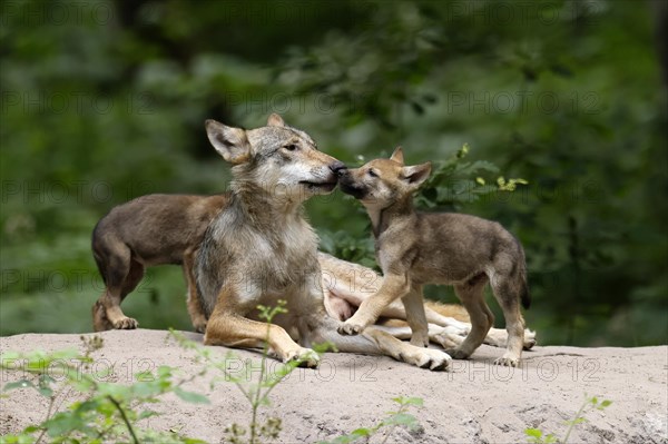 European gray wolf