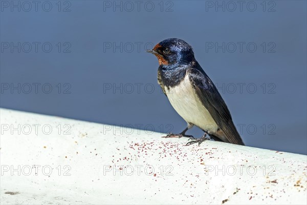 Barn swallow