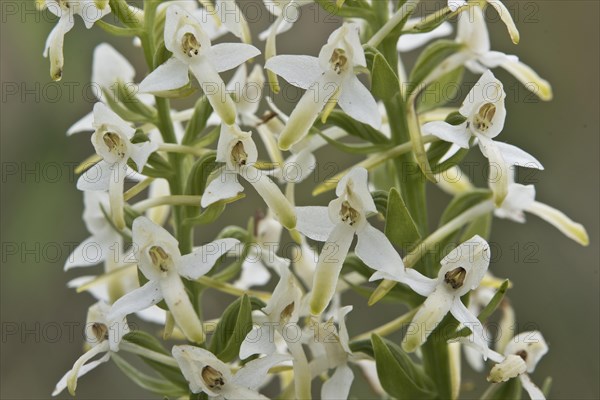 Lesser butterfly-orchid