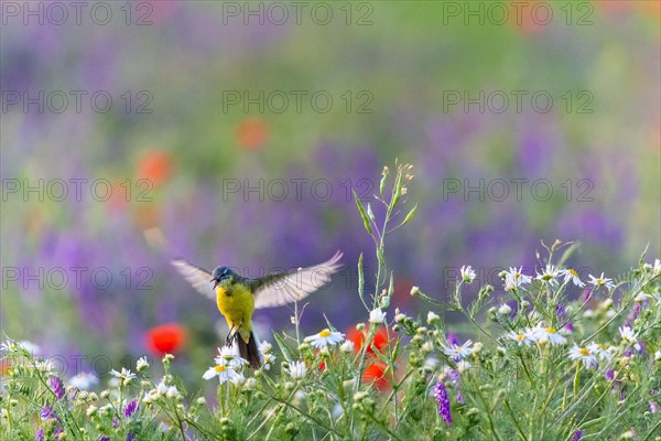 Western yellow wagtail