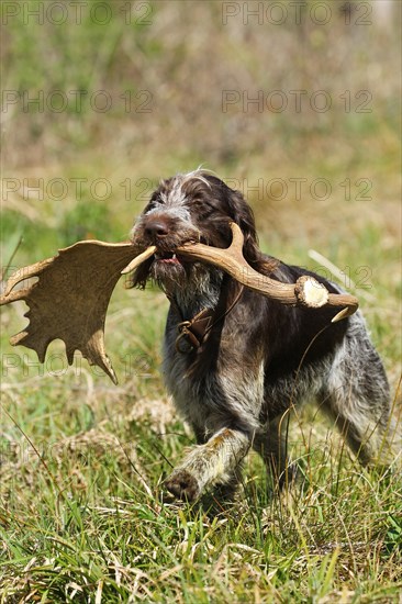 Hunting dog Boehmisch Rauhbart or also Cesky Fousek retrieves fallow deer
