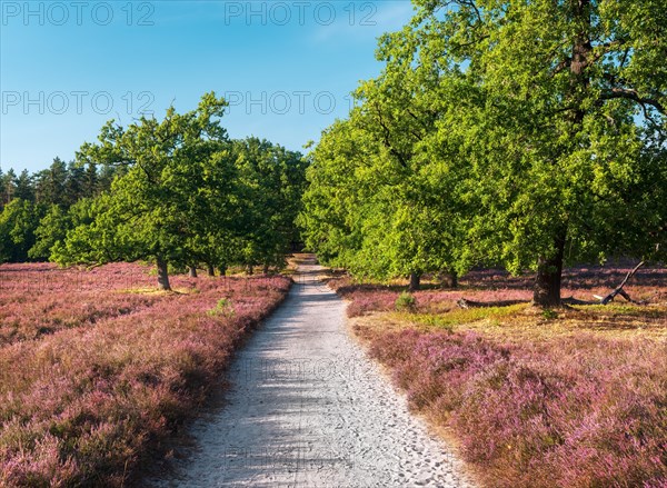 Hiking trail to Wilseder Berg