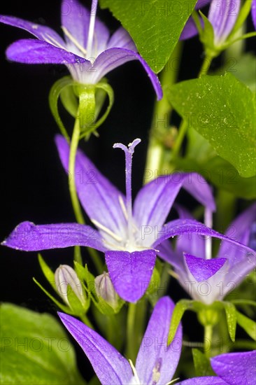 Violet-blue flowers of hanging bellflower