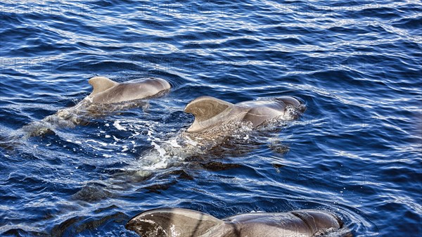 Pilot whale