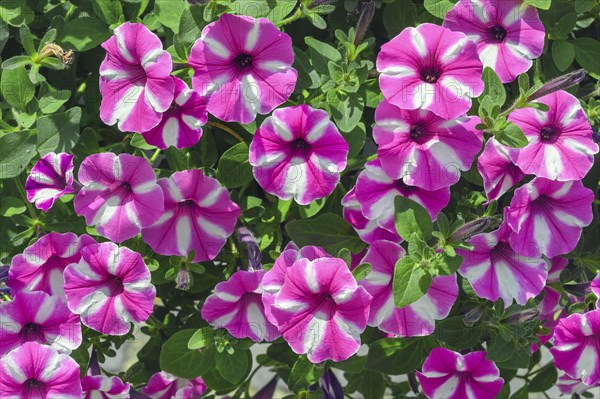 Petunias