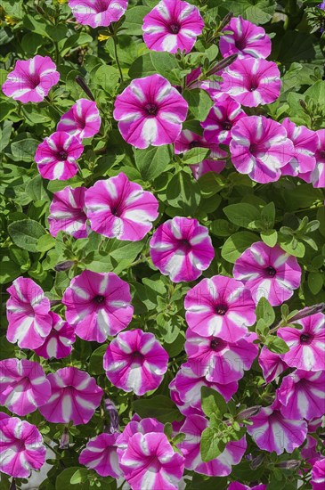 Petunias