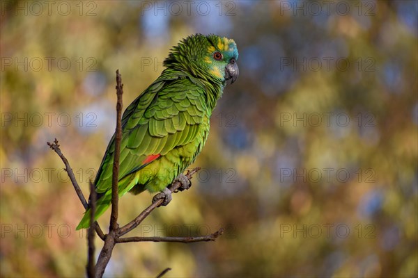 Blue-fronted Amazon