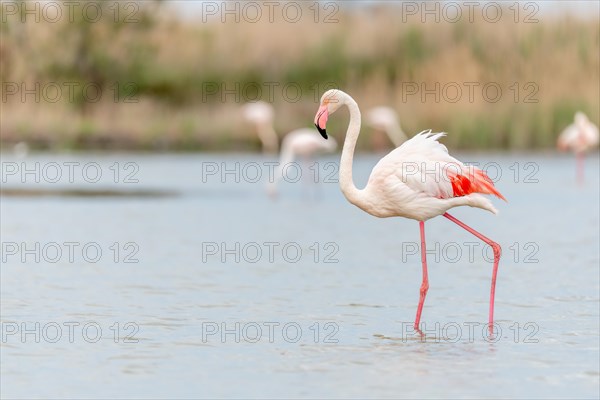 Greater Flamingo