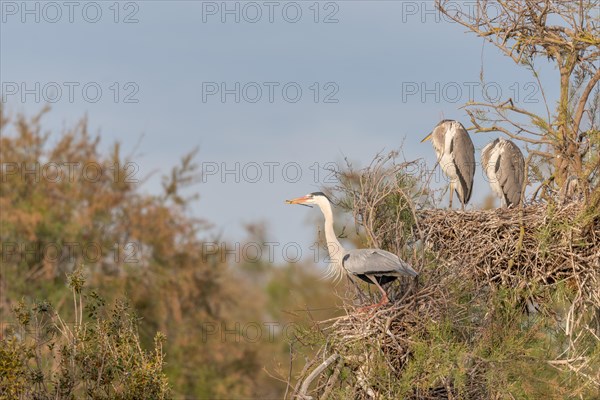 Grey heron