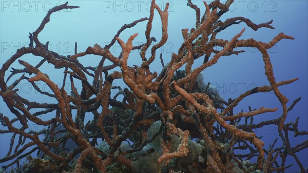 Coral reef covereg with bright Red Sponges. Toxic Finger-Sponge