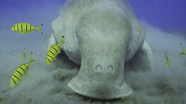 Frontal portrait of Sea Cow