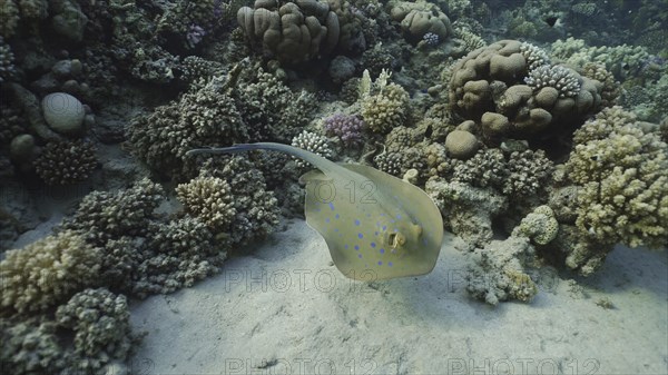 Blue spotted Stingray or Bluespotted Ribbontail Ray