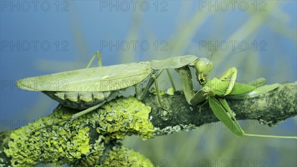 Large female green praying mantis greedily eating green grasshopper sitting on tree branch covered with lichen. Transcaucasian tree mantis