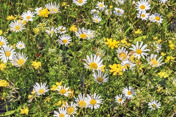 Ox-eye daisy