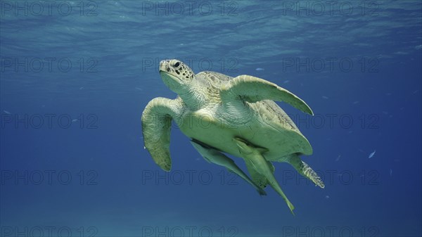 Great Green Sea Turtle