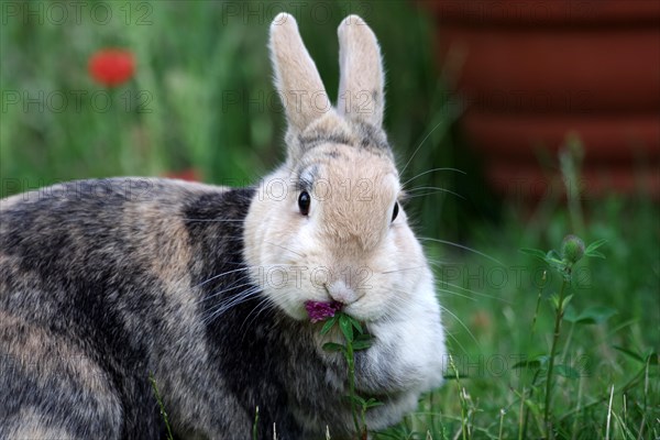 Domestic rabbit