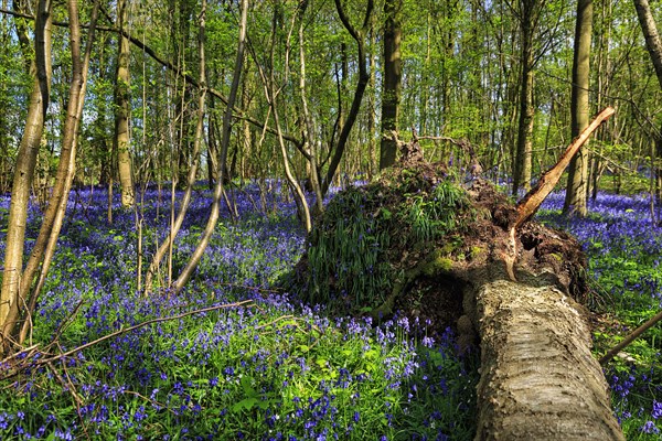 Common bluebell