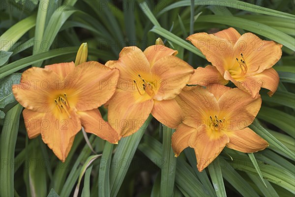 Daylily