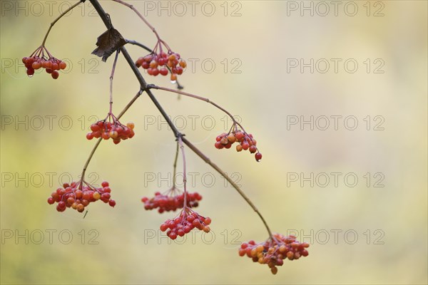 Guelder rose