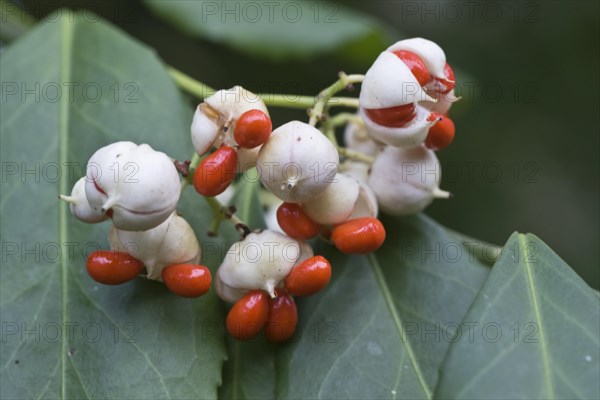 White european spindle