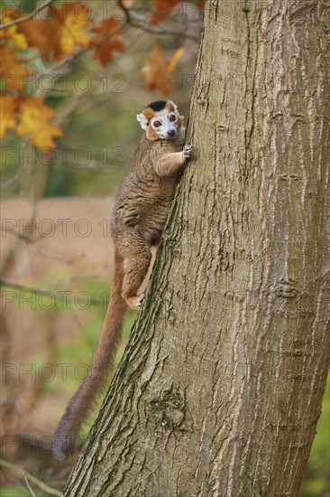 Crowned lemur