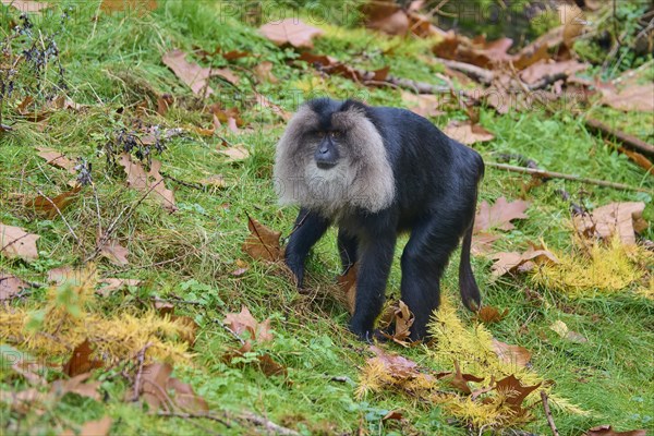 Lion-tailed macaque