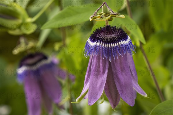 Passion-flower