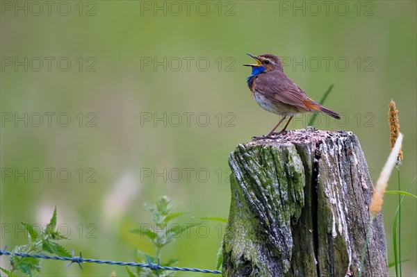 Bluethroat