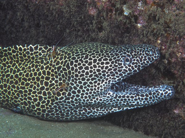 A net moray