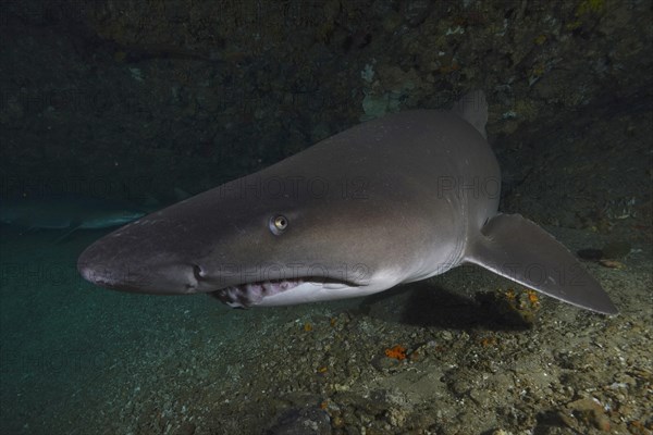 Portrait of sand tiger shark