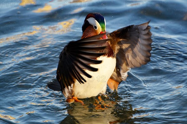 Mandarin duck with His Wings Raised on the Water with Sunlight
