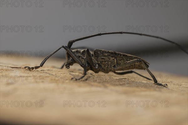 A longhorn beetle