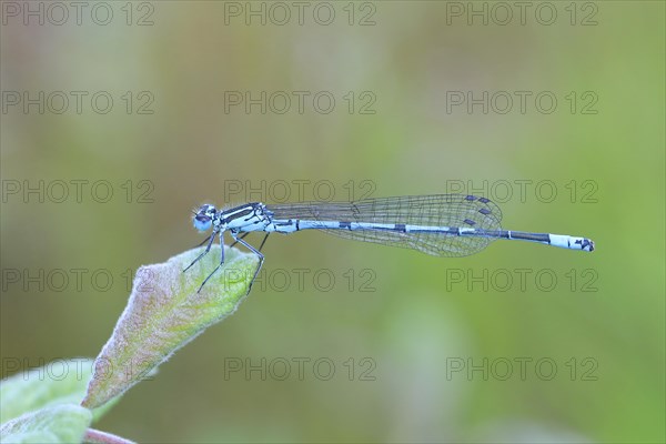 Azure damselfly