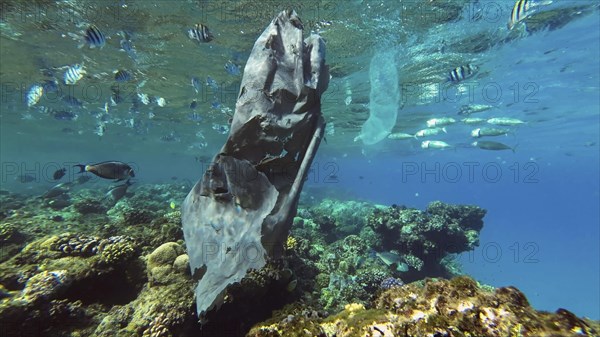 Close up of old black plastic bag drifts along with Colonial Pyrosoma Tunicates under surface of water over coral reef with school of fish swimming nearby